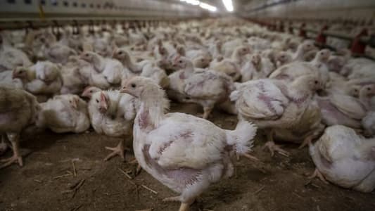 الدجاج مهدّد بالانقراض في الجزائر