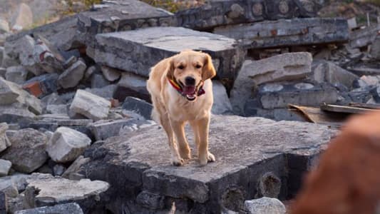 do dogs bark before an earthquake