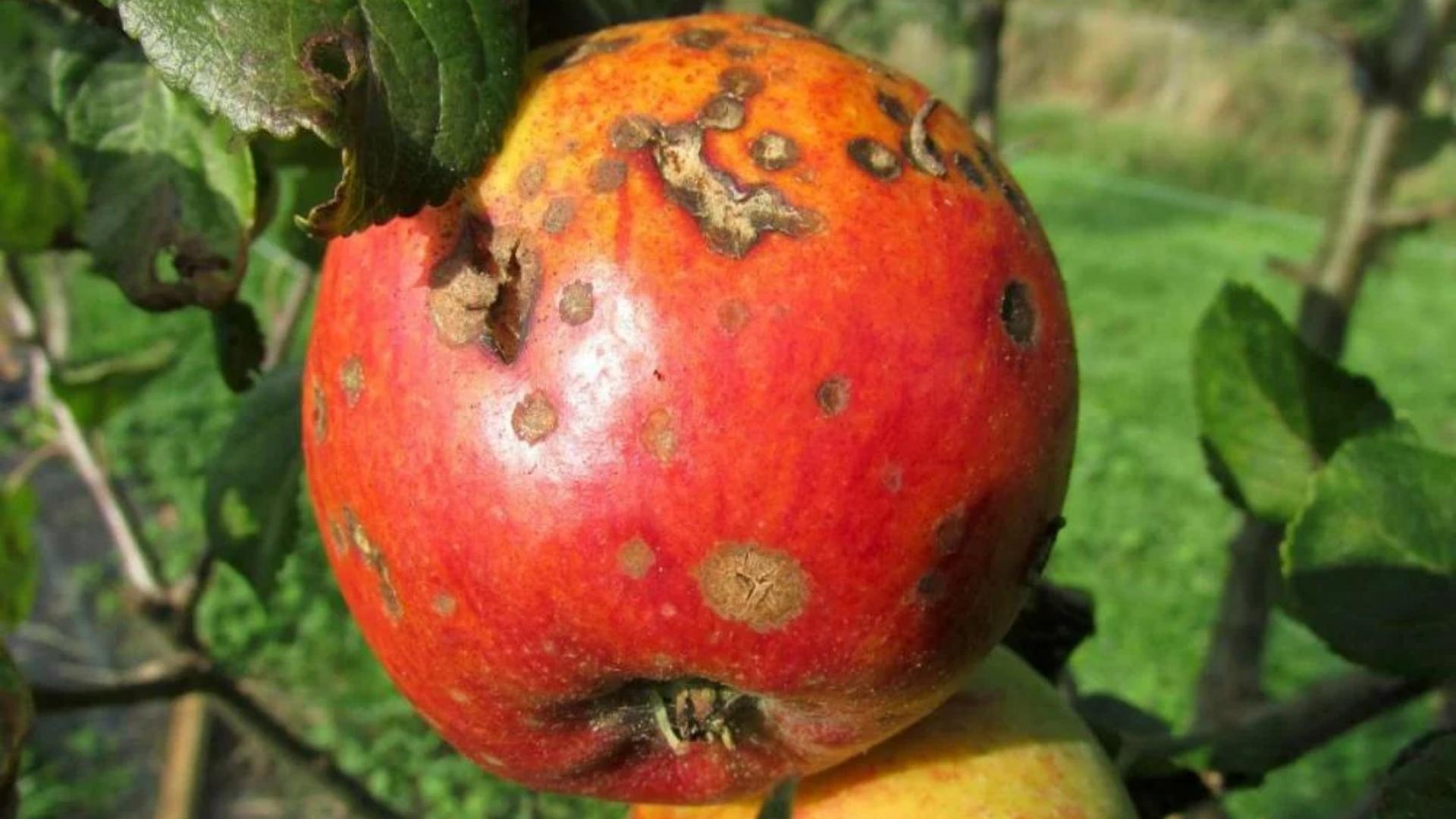 تهديد صامت لمحاصيلنا