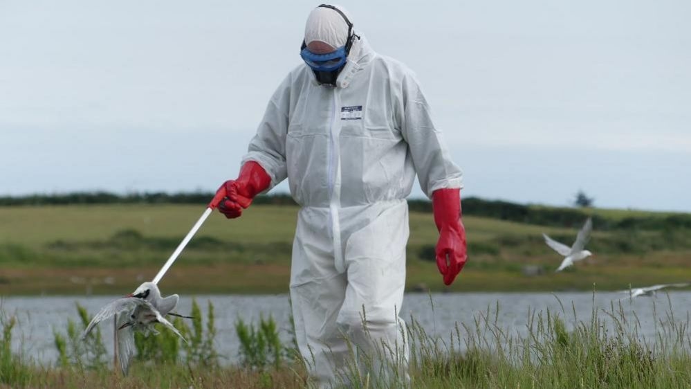 'Alarming and Unprecedented' Irish Bird Flu Warning