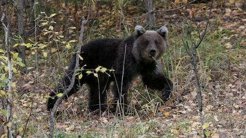 Bear kills man in Russia's Far East