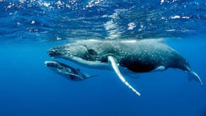 The scientists are learning to speak whale