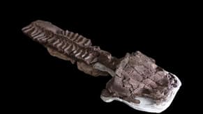 Fossils Show Huge Salamander-Like Predator Existed Before the Dinosaurs