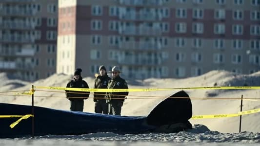 14 whale deaths along US East Coast remain a mystery