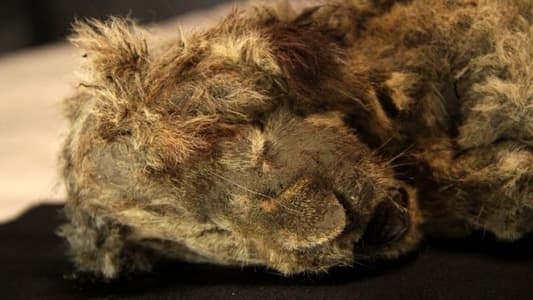 Preserved Ice Age Lion Cubs Found in ‘Near-Perfect Condition’ in Siberia