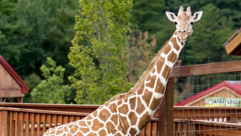 Main Highlight Image