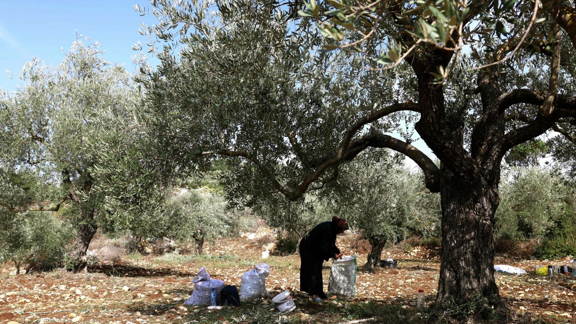 أرضٌ بلا حصاد... مزارعو الجنوب يضطرّون لشراء الزيت!