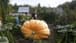 Watch: Russian grows biggest pumpkin