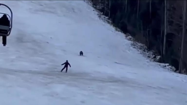 دبّ يطارد متزلجاً... وهذا ما حصل