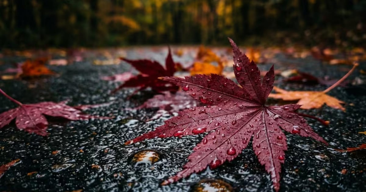 October bids us farewell with rain!