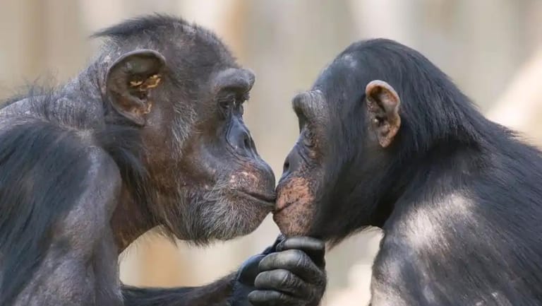 First Kiss Traced to Early Primates 20 Million Years Ago