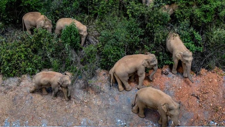 Escaped Elephants Cause Million-Dollar Losses as They Invade Chinese Capital