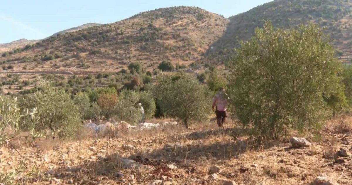 بالفيديو: تأثير الحرب على الزراعة في لبنان... أسوأ من التسونامي!