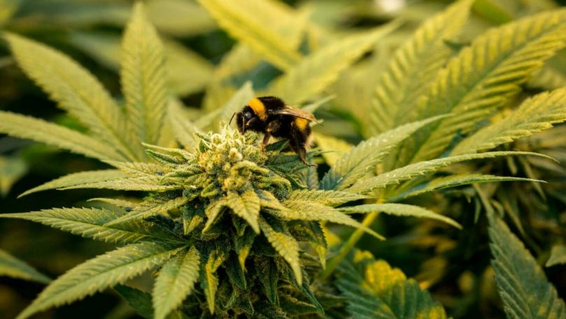 Cannabis First Domesticated 12,000 Years Ago, Study Finds