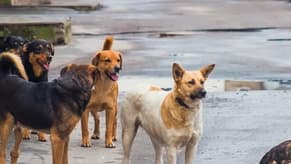 إشكالية الكلاب الشاردة في طرابلس إلى الحلّ؟