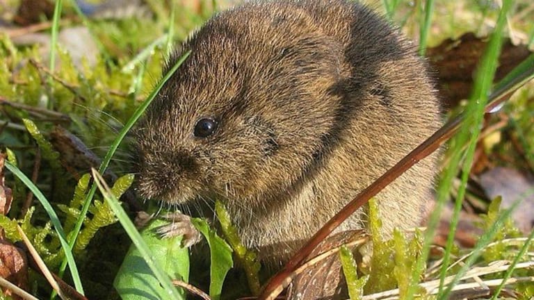 "فأر الحقل" يُحرّك الوزارة