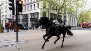 بالفيديو: الخيول تجتاح الشارع