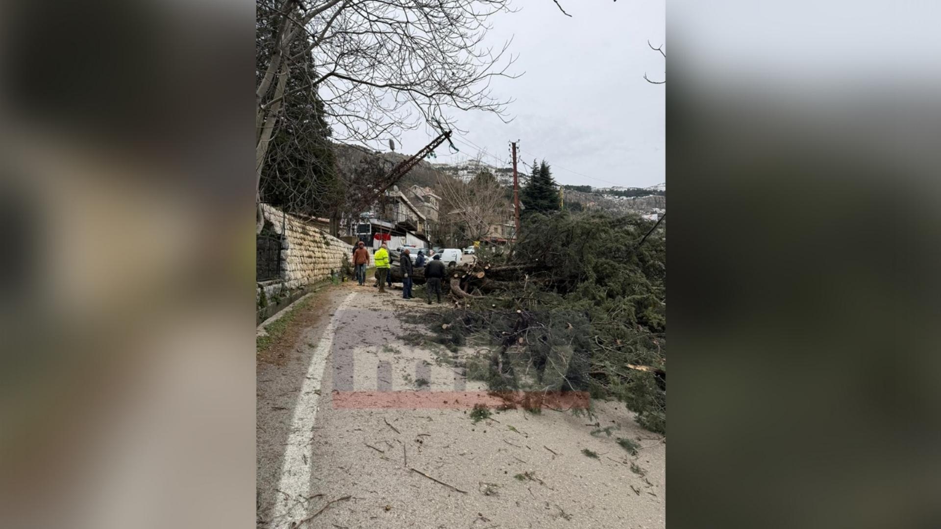Photos: Tree falls due to winds, road blocked