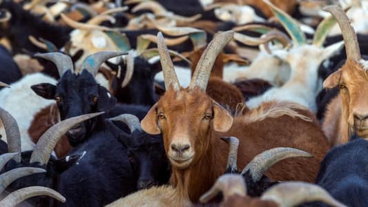 Israeli force steals 500 goats in Kfarshouba outskirts