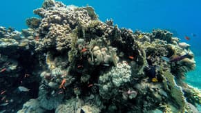 Red Sea Corals Threatened by Mystery Sea Urchin Deaths