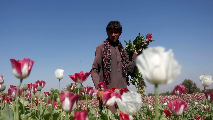 Taliban bans drug cultivation, including lucrative opium