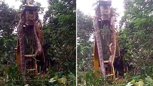 ‘World’s Biggest Snake’ Lifted by Crane Out of Rainforest in Dominica