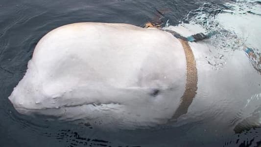 Russian spy whale was shot dead