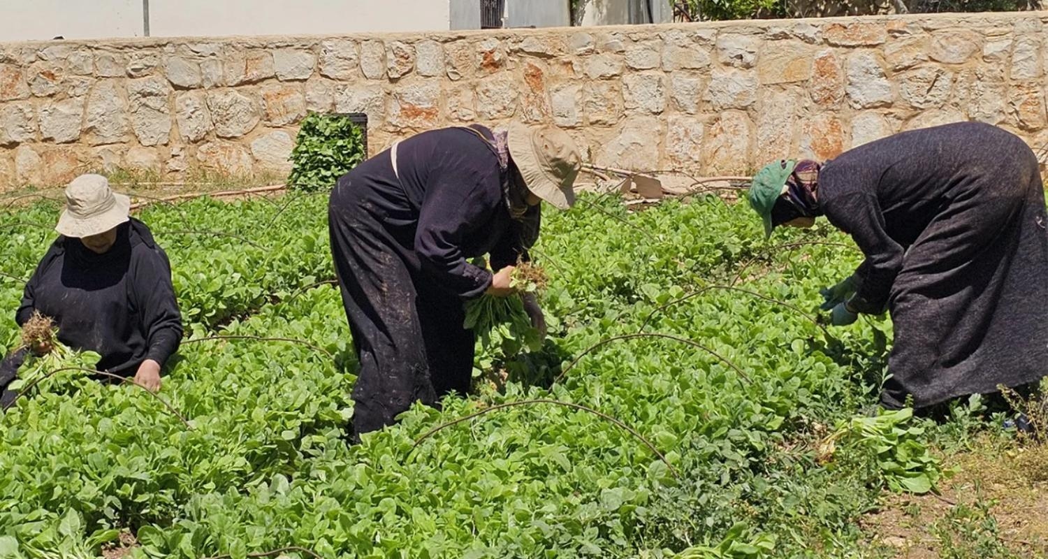 "سيّدات التبغ"... مُناضلات بلا ضمانات
