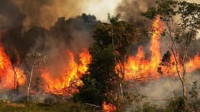 Watch: Al-Bireh fire is spreading, prompting a plea from the residents