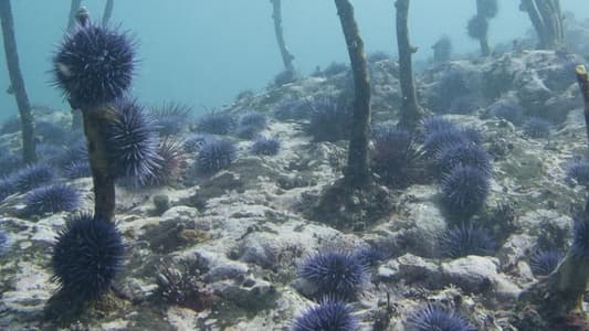 Plastic ‘Nurdles’ Stop Sea Urchins Developing Properly, According to Study