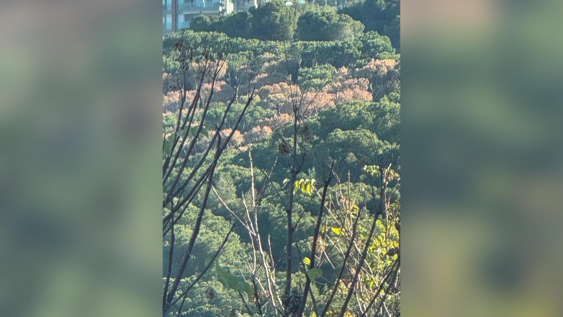 بالصور: مشهد مؤلم... ومناشدة