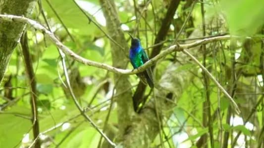 Rare Hummingbird Last Seen in 2010 Rediscovered in Colombia