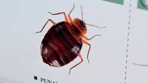 The French government on Wednesday sought to calm growing public fears over a supposed bedbug invasion, saying there was no evidence of any resurgence of the biting irritants on public transport