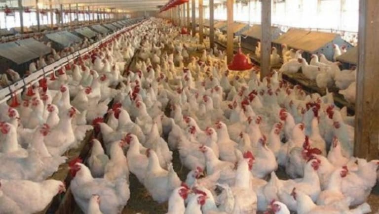 مراسلة mtv: الجيش الاسرائيلي استهدف مزرعة دجاج في بلدة الطيبة في قضاء مرجعيون