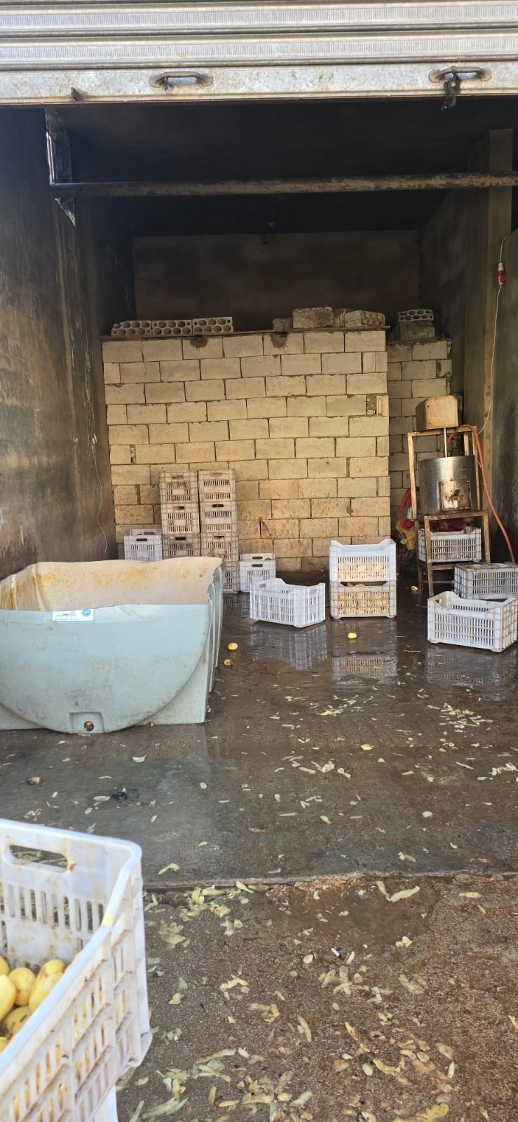 Photos: Spoiled Garlic Prepared in Refugee Tents Exposes New Corruption Case