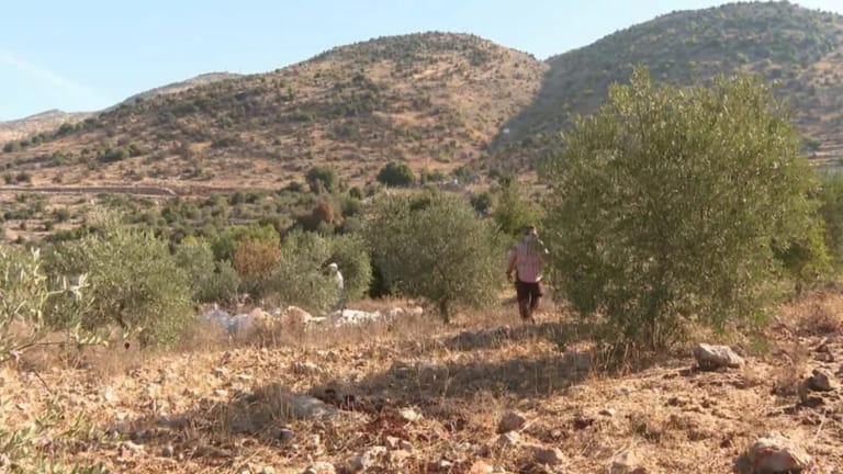 بالأرقام: وزير الزراعة يكشف لموقع mtv حجم الخسائر الزراعيّة