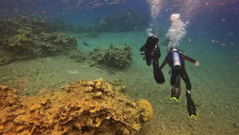 Scientists Freeze Great Barrier Reef Coral in World-First Trial