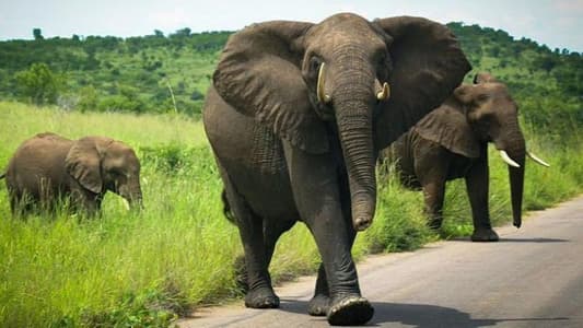 Watch: An angry elephant attacks a tourist