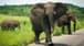 Watch: An angry elephant attacks a tourist