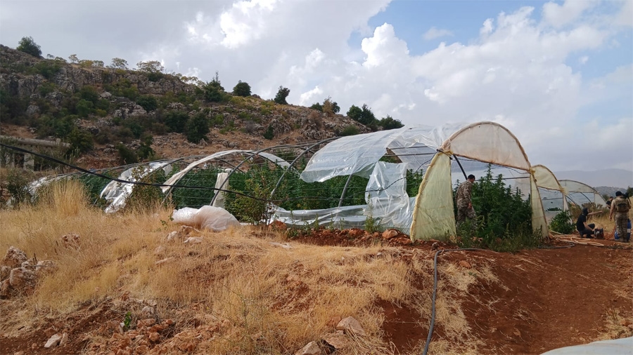 بالصورة: الجيش يتلف 14 خيمة مزروعة بالماريجوانا