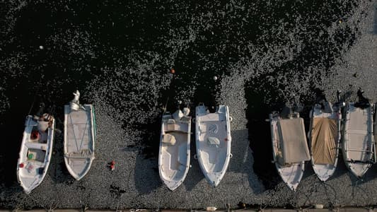 Dead fish blanket Greek tourist port after flooding