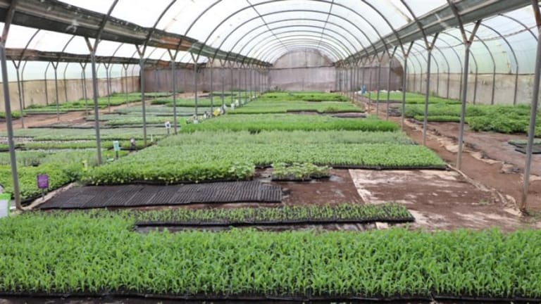 ارتفاع أسعار الشتول يقلّص المساحات الزراعيّة