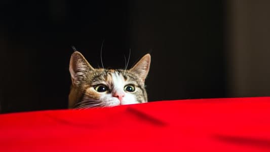 All Cats Have 'an Element of Psychopathy', According to New Study