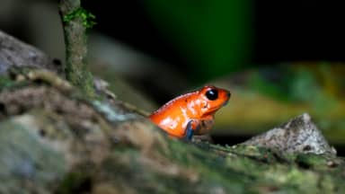 ضفدع برتقالي صغير يخطف الأضواء