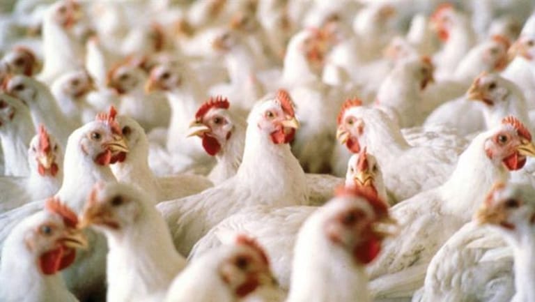 بطرس يطمئن: قطاع الدواجن قادر على تلبية حاجات اللبنانيين