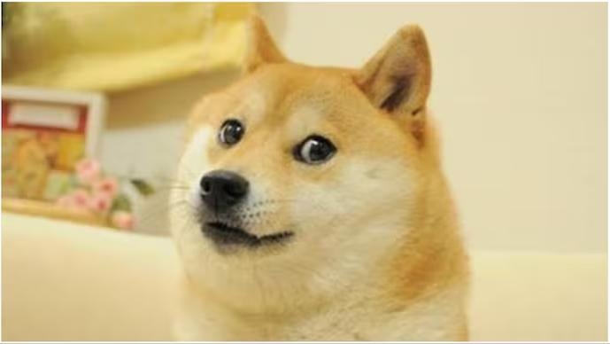 Kabosu the world famous doge meme dog has died