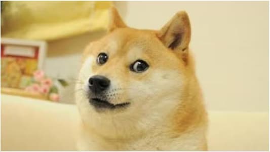 Kabosu the world famous doge meme dog has died
