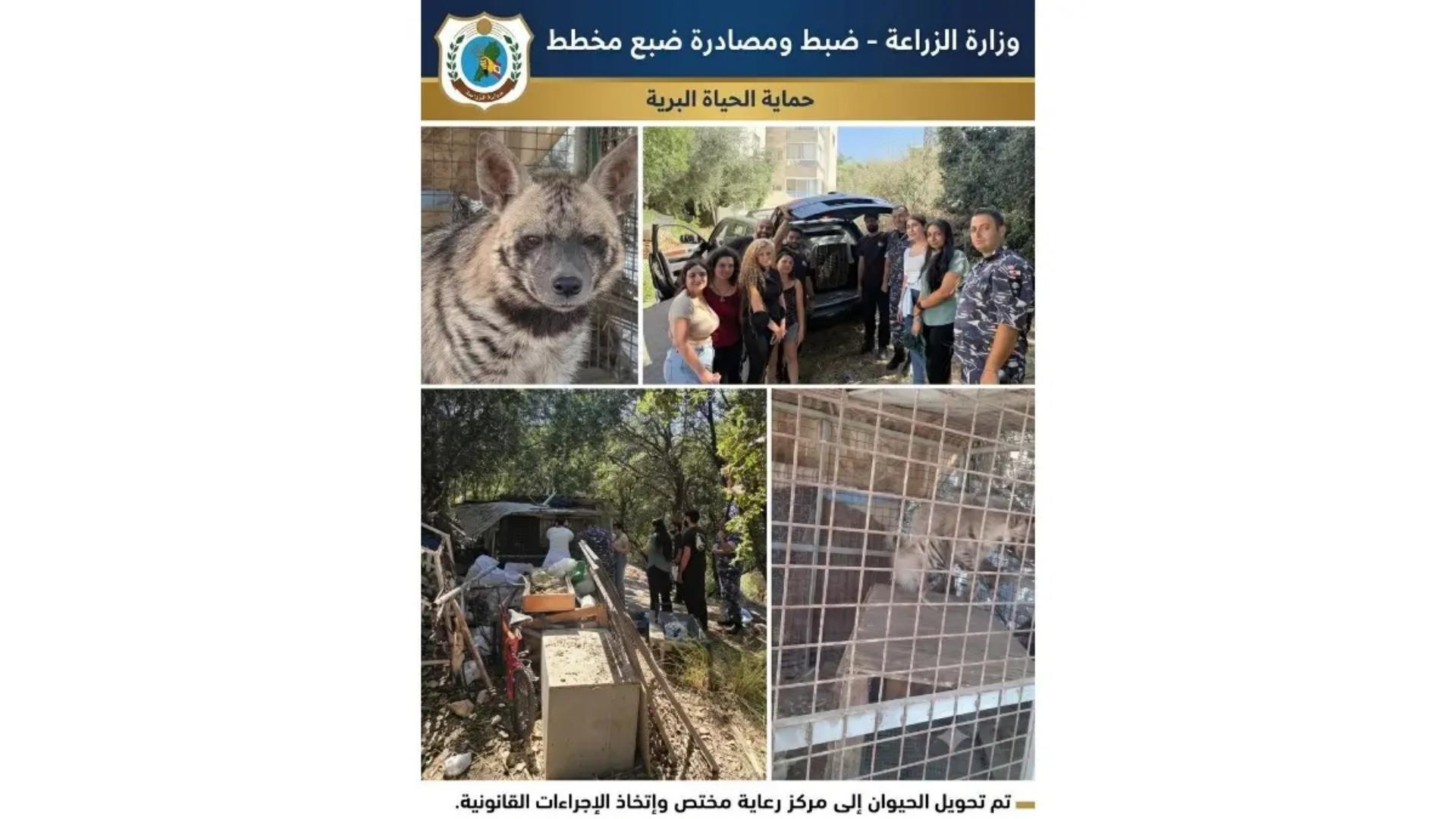 "الزراعة": مصادرة ضبع مخطط تمهيدًا لإعادة تأهيله