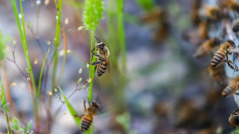 Bee attack leaves three in critical condition and dozens injured in France