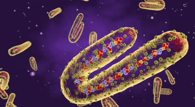 Ebola-like Marburg virus kills five people in Tanzania